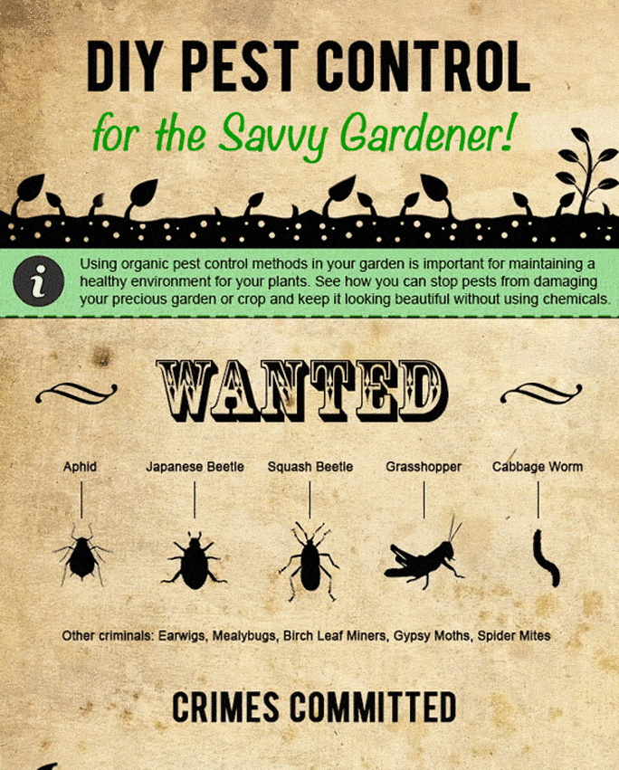 DIY Pest Control for the Savvy Gardener DIY Pest Control for the Savvy Gardener